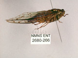 中文名:小暮蟬(2680-266)學名:Tanna viridis Kato, 1925(2680-266)中文別名:埔里新螗蟬