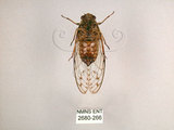 中文名:小暮蟬(2680-266)學名:Tanna viridis Kato, 1925(2680-266)中文別名:埔里新螗蟬