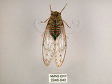 中文名:小暮蟬(2948-840)學名:Tanna viridis Kato, 1925(2948-840)中文別名:埔里新螗蟬