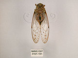中文名:小暮蟬(3101-151)學名:Tanna viridis Kato, 1925(3101-151)中文別名:埔里新螗蟬
