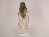 中文名:小暮蟬(3101-152)學名:Tanna viridis Kato, 1925(3101-152)中文別名:埔里新螗蟬