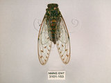 中文名:小暮蟬(3101-153)學名:Tanna viridis Kato, 1925(3101-153)中文別名:埔里新螗蟬