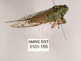 中文名:小暮蟬(3101-155)學名:Tanna viridis Kato, 1925(3101-155)中文別名:埔里新螗蟬