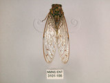 中文名:小暮蟬(3101-156)學名:Tanna viridis Kato, 1925(3101-156)中文別名:埔里新螗蟬