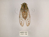 中文名:小暮蟬(3101-159)學名:Tanna viridis Kato, 1925(3101-159)中文別名:埔里新螗蟬