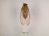 中文名:小暮蟬(3101-164)學名:Tanna viridis Kato, 1925(3101-164)中文別名:埔里新螗蟬