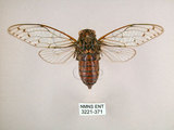 中文名:小暮蟬(3221-371)學名:Tanna viridis Kato, 1925(3221-371)中文別名:埔里新螗蟬