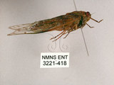 中文名:小暮蟬(3221-418)學名:Tanna viridis Kato, 1925(3221-418)中文別名:埔里新螗蟬
