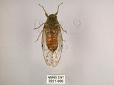 中文名:小暮蟬(3221-696)學名:Tanna viridis Kato, 1925(3221-696)中文別名:埔里新螗蟬