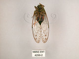 中文名:小暮蟬(4299-2)學名:Tanna viridis Kato, 1925(4299-2)中文別名:埔里新螗蟬