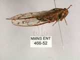 中文名:小暮蟬(466-52)學名:Tanna viridis Kato, 1925(466-52)中文別名:埔里新螗蟬
