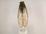 中文名:小暮蟬(526-668)學名:Tanna viridis Kato, 1925(526-668)中文別名:埔里新螗蟬