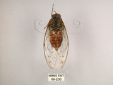 中文名:小暮蟬(66-230)學名:Tanna viridis Kato, 1925(66-230)中文別名:埔里新螗蟬