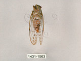 中文名:細蟬(1413-1563)學名:Leptosemia sakaii (Matsumura, 1913)(1413-1563)中文別名:南細蟬