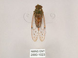 中文名:細蟬(2880-1023)學名:Leptosemia sakaii (Matsumura, 1913)(2880-1023)中文別名:南細蟬