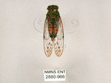 中文名:細蟬(2880-966)學名:Leptosemia sakaii (Matsumura, 1913)(2880-966)中文別名:南細蟬