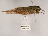 中文名:台灣騷蟬(1147-62)學名:Pomponia linearis (Walker, 1850)(1147-62)中文別名:螂蟬