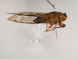 中文名:台灣騷蟬(1282-38596)學名:Pomponia linearis (Walker, 1850)(1282-38596)中文別名:螂蟬
