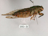 中文名:台灣騷蟬(2003-26)學名:Pomponia linearis (Walker, 1850)(2003-26)中文別名:螂蟬