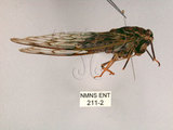 中文名:台灣騷蟬(211-2)學名:Pomponia linearis (Walker, 1850)(211-2)中文別名:螂蟬