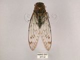 中文名:台灣騷蟬(211-2)學名:Pomponia linearis (Walker, 1850)(211-2)中文別名:螂蟬
