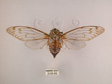 中文名:台灣騷蟬(2122-63)學名:Pomponia linearis (Walker, 1850)(2122-63)中文別名:螂蟬