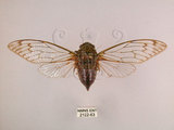 中文名:台灣騷蟬(2122-63)學名:Pomponia linearis (Walker, 1850)(2122-63)中文別名:螂蟬
