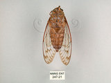 中文名:台灣騷蟬(247-21)學名:Pomponia linearis (Walker, 1850)(247-21)中文別名:螂蟬