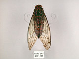中文名:台灣騷蟬(2782-186)學名:Pomponia linearis (Walker, 1850)(2782-186)中文別名:螂蟬