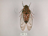 中文名:台灣騷蟬(2996-157)學名:Pomponia linearis (Walker, 1850)(2996-157)中文別名:螂蟬