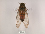 中文名:台灣騷蟬(3653-88)學名:Pomponia linearis (Walker, 1850)(3653-88)中文別名:螂蟬