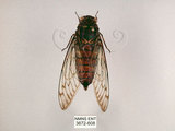 中文名:台灣騷蟬(3672-608)學名:Pomponia linearis (Walker, 1850)(3672-608)中文別名:螂蟬