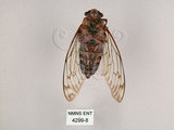 中文名:台灣騷蟬(4299-8)學名:Pomponia linearis (Walker, 1850)(4299-8)中文別名:螂蟬