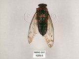 中文名:台灣騷蟬(4299-8)學名:Pomponia linearis (Walker, 1850)(4299-8)中文別名:螂蟬