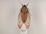 中文名:台灣騷蟬(446-79)學名:Pomponia linearis (Walker, 1850)(446-79)中文別名:螂蟬