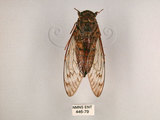 中文名:台灣騷蟬(446-79)學名:Pomponia linearis (Walker, 1850)(446-79)中文別名:螂蟬