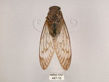 中文名:台灣騷蟬(447-10)學名:Pomponia linearis (Walker, 1850)(447-10)中文別名:螂蟬
