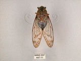 中文名:台灣騷蟬(447-11)學名:Pomponia linearis (Walker, 1850)(447-11)中文別名:螂蟬