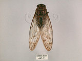 中文名:台灣騷蟬(447-11)學名:Pomponia linearis (Walker, 1850)(447-11)中文別名:螂蟬