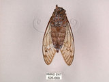 中文名:台灣騷蟬(526-669)學名:Pomponia linearis (Walker, 1850)(526-669)中文別名:螂蟬