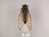 中文名:台灣騷蟬(624-2)學名:Pomponia linearis (Walker, 1850)(624-2)中文別名:螂蟬