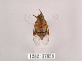 中文名:黑翅草蟬(1282-37858)學名:Mogannia formosana Matsumura, 1907(1282-37858)中文別名:台灣草蟬