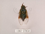中文名:黑翅草蟬(1282-37858)學名:Mogannia formosana Matsumura, 1907(1282-37858)中文別名:台灣草蟬