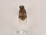 中文名:黑翅草蟬(1282-37922)學名:Mogannia formosana Matsumura, 1907(1282-37922)中文別名:台灣草蟬