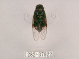 中文名:黑翅草蟬(1282-37922)學名:Mogannia formosana Matsumura, 1907(1282-37922)中文別名:台灣草蟬