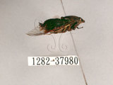 中文名:黑翅草蟬(1282-37980)學名:Mogannia formosana Matsumura, 1907(1282-37980)中文別名:台灣草蟬