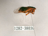 中文名:黑翅草蟬(1282-38030)學名:Mogannia formosana Matsumura, 1907(1282-38030)中文別名:台灣草蟬
