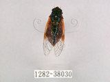 中文名:黑翅草蟬(1282-38030)學名:Mogannia formosana Matsumura, 1907(1282-38030)中文別名:台灣草蟬