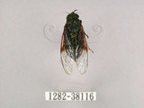 中文名:黑翅草蟬(1282-38116)學名:Mogannia formosana Matsumura, 1907(1282-38116)中文別名:台灣草蟬