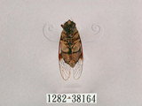 中文名:黑翅草蟬(1282-38164)學名:Mogannia formosana Matsumura, 1907(1282-38164)中文別名:台灣草蟬